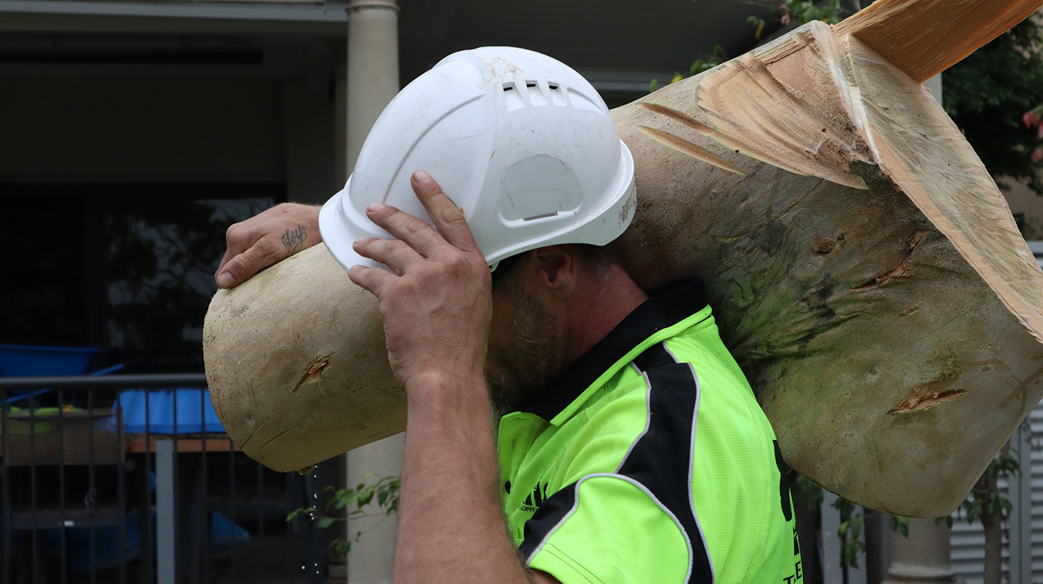 Sydney’s Reliable Tree Removal Experts